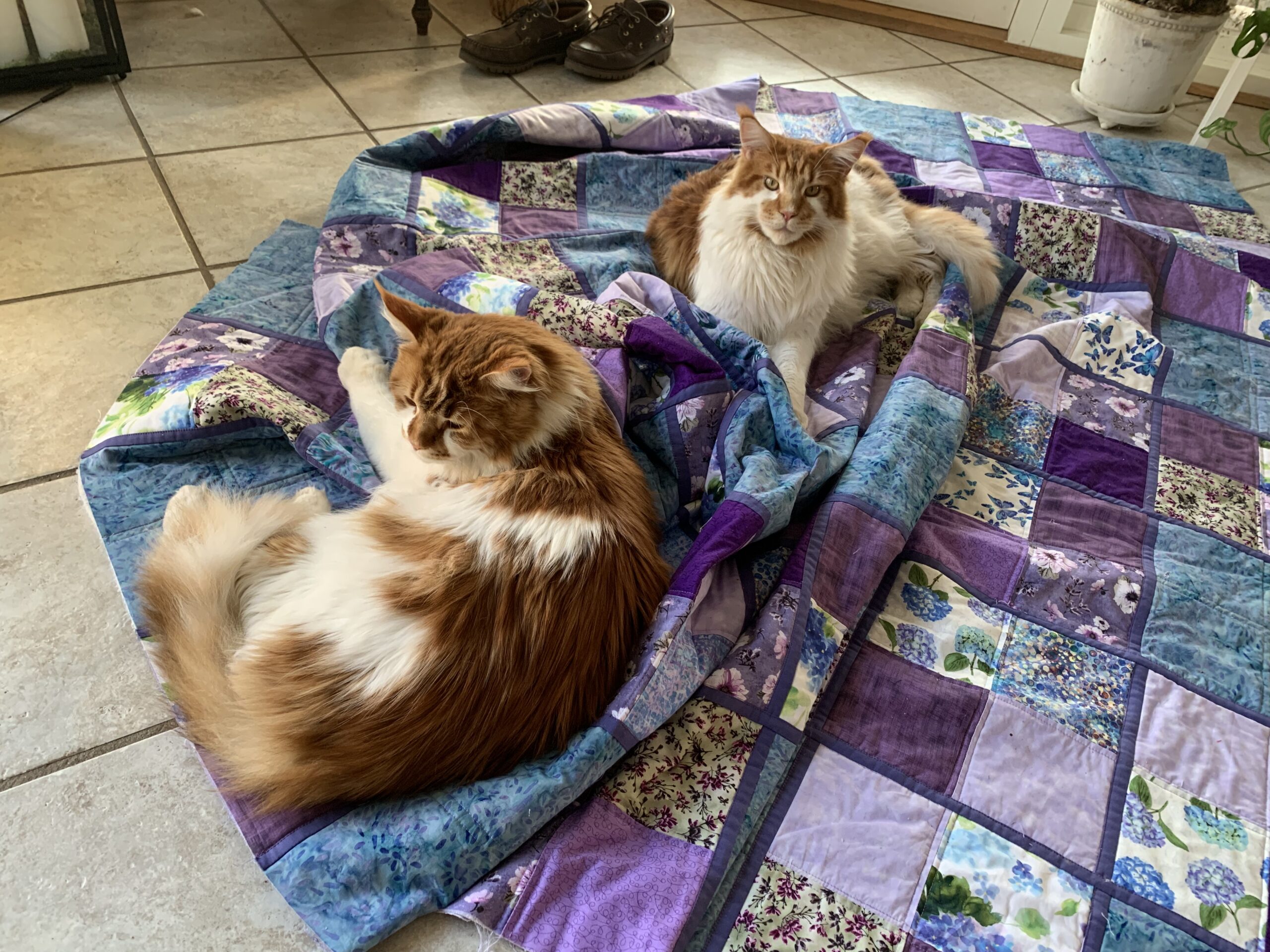 Violet quilt - med katte….